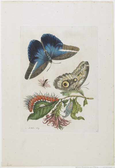 Blaue Schmetterlinge und rote Larven, blaue Stacheln, ca. 1705-17 von Maria Sibylla Merian